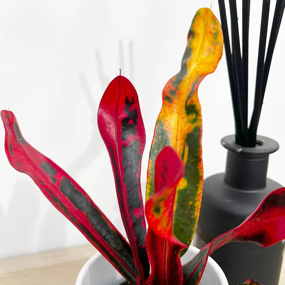 Croton Mammi Codiaeum 6cm Pot Baby House Plant