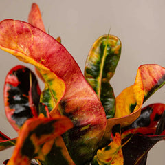 Croton Mammi Codiaeum House Plant