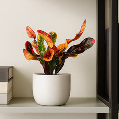 Croton Mammi Codiaeum House Plant