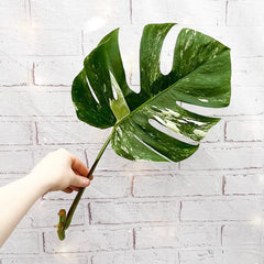 Cuttings Variegated Monstera Albo Variegata Cheese Plant Variegated