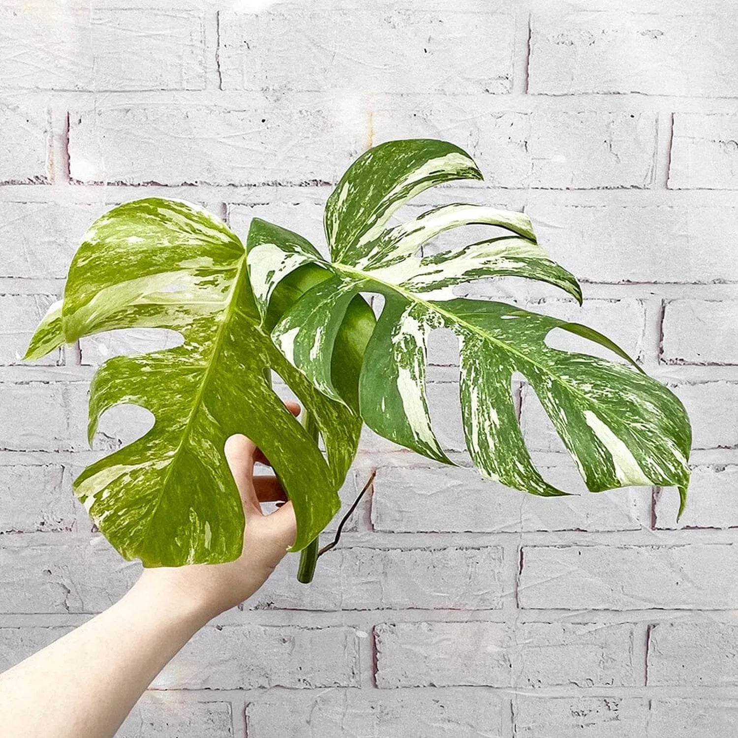 Cuttings Variegated Monstera Albo Variegata Cheese Plant Variegated
