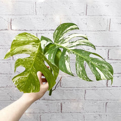 Cuttings Variegated Monstera Albo Variegata Cheese Plant Variegated