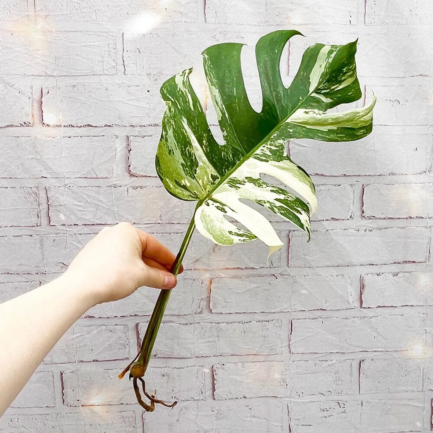 Cuttings Variegated Monstera Albo Variegata Cheese Plant Variegated