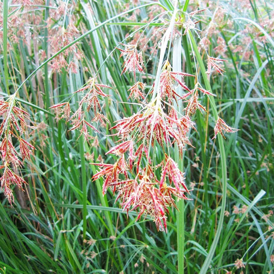 Cyperus Longus Aquatic Pond Plant - Sweet Galingale