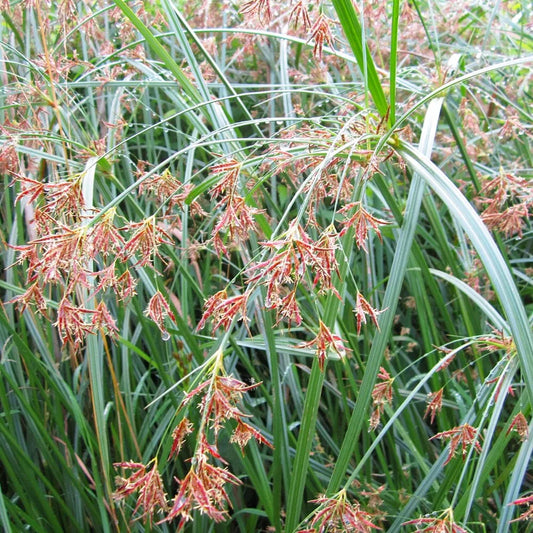 Cyperus Longus Aquatic Pond Plant - Sweet Galingale