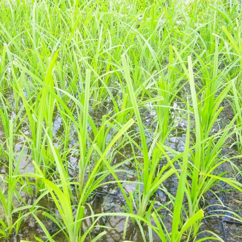 Cyperus Papyrus Aquatic Pond Plant - Egyptian Paper Reed