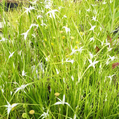Dichromena Colorata Aquatic Pond Plant - Star Grass
