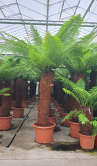 280 - 320cm XXL Dicksonia Antarctica 70cm Pot House Plant