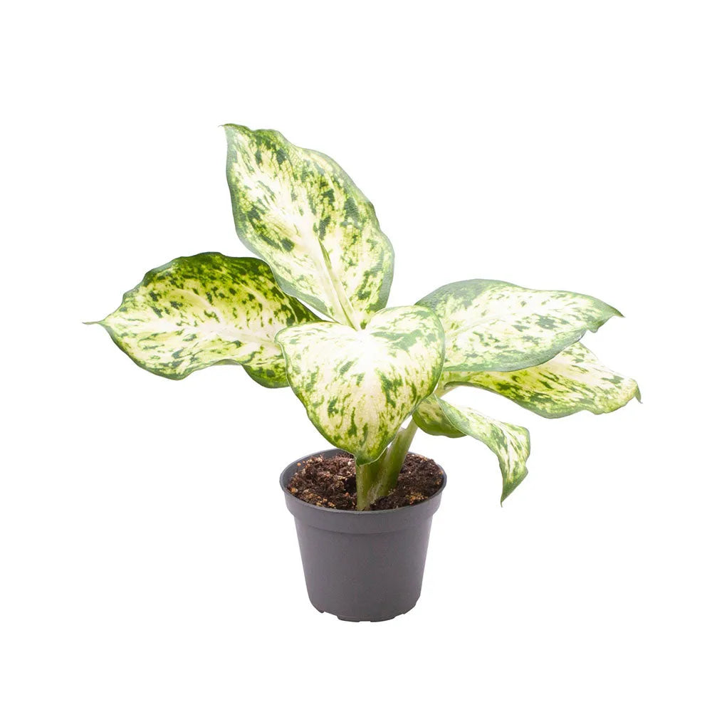 Dieffenbachia Maculata Amy Dumb Cane House Plant 6cm Pot