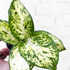 Dieffenbachia Maculata Amy Dumb Cane House Plant 6cm Pot
