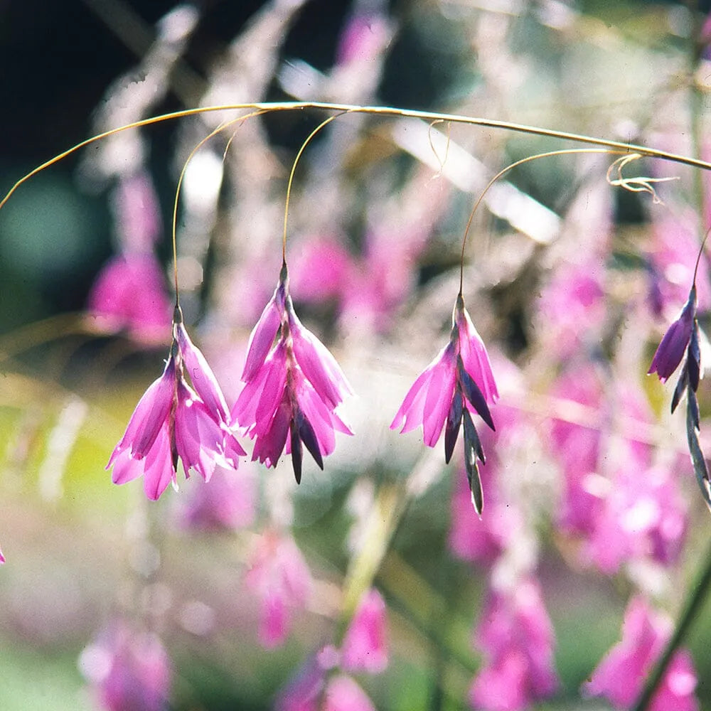 Dierama Pulcherrimum Aquatic Pond Plant - Angel's Fishing Rod