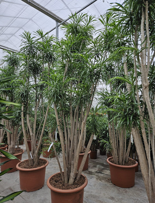 340- 360cm XXL Dracaena Anita 70cm Pot House Plant