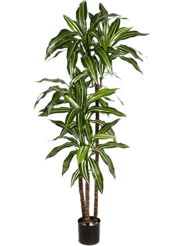 Dracaena Fragrans Var. Artificial Plant Premium Faux 120cm Height