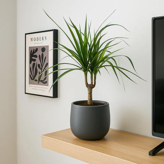 Dracaena Magenta 12cm Pot House Plant