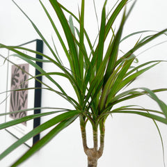 Dracaena Magenta 12cm Pot House Plant