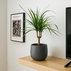 Dracaena Magenta 12cm Pot House Plant