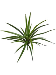 Dracaena Marginata Artificial Plant Premium Faux 45cm Height
