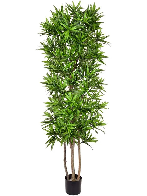 Dracaena Song Of Jamaica Artificial Plant Premium Faux 180cm Height