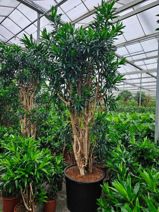340- 360cm XXL Dracaena Reflexa 70cm Pot House Plant