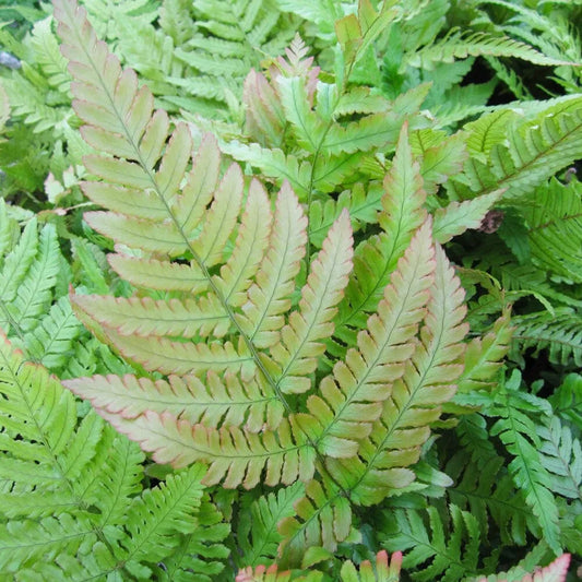 Dryopteris Erythrosora Aquatic Pond Plant - Autumn Fern