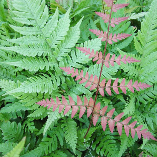 Dryopteris Erythrosora Aquatic Pond Plant - Autumn Fern