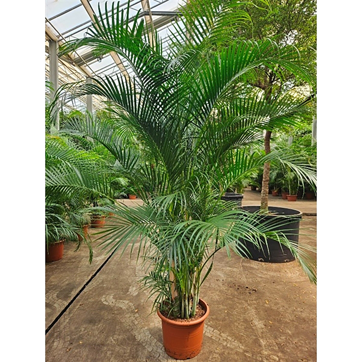 260 - 280cm XXL Dypsis Lutescens Areca Palm 45cm Pot House Plant
