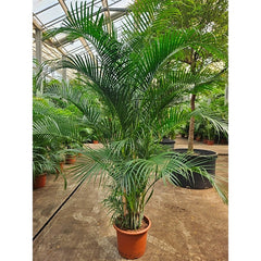260 - 280cm XXL Dypsis Lutescens Areca Palm 45cm Pot House Plant
