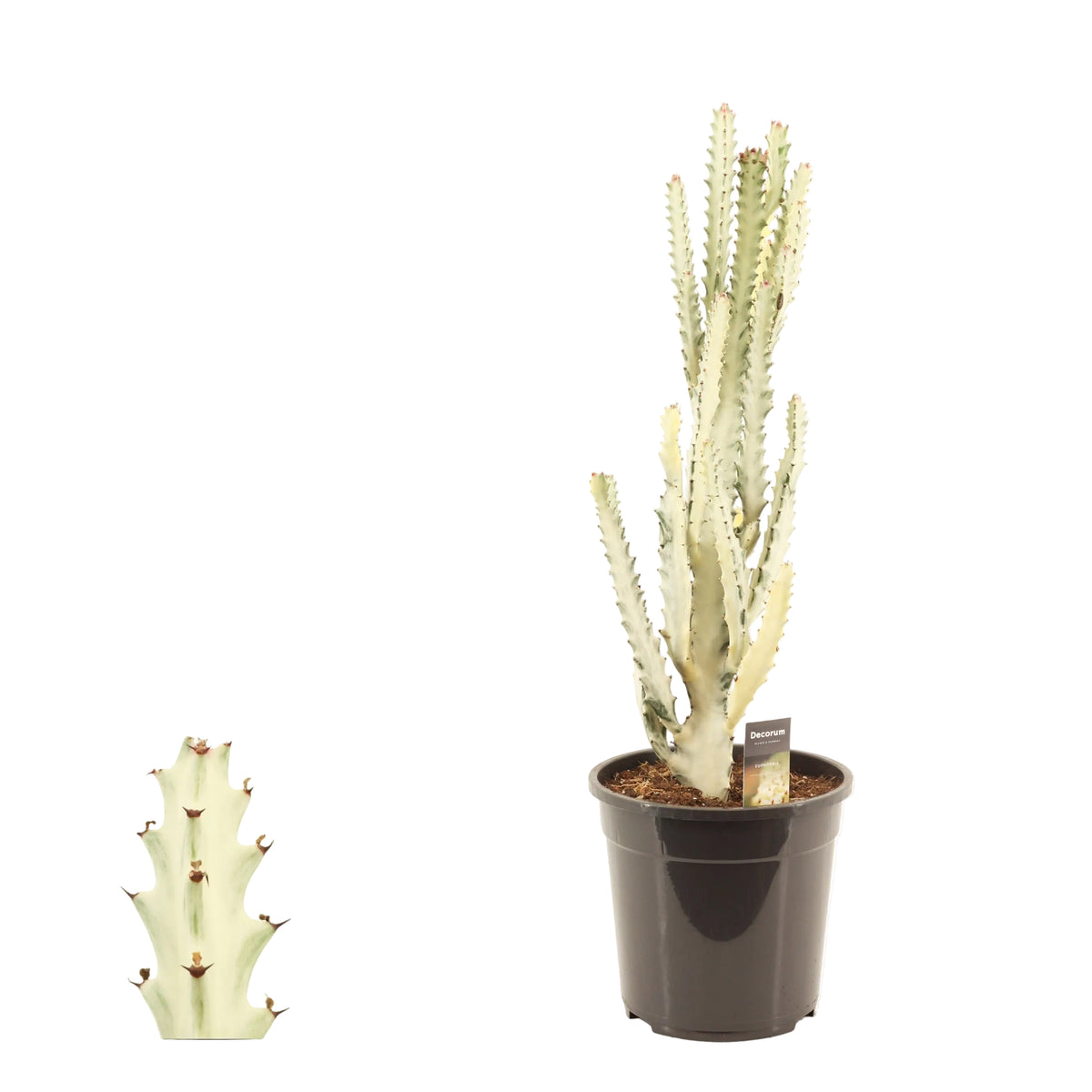 75 - 100cm XXL Euphorbia Lactea Ghost Cactus House Plant 24cm Pot