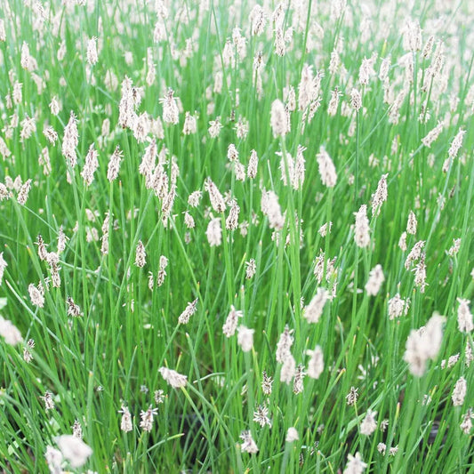 Eleocharis Palustris Aquatic Pond Plant - Creeping Spike Rush