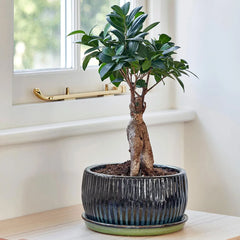 Emerald Round Reactive Glaze Bonsai Planter Set of 2