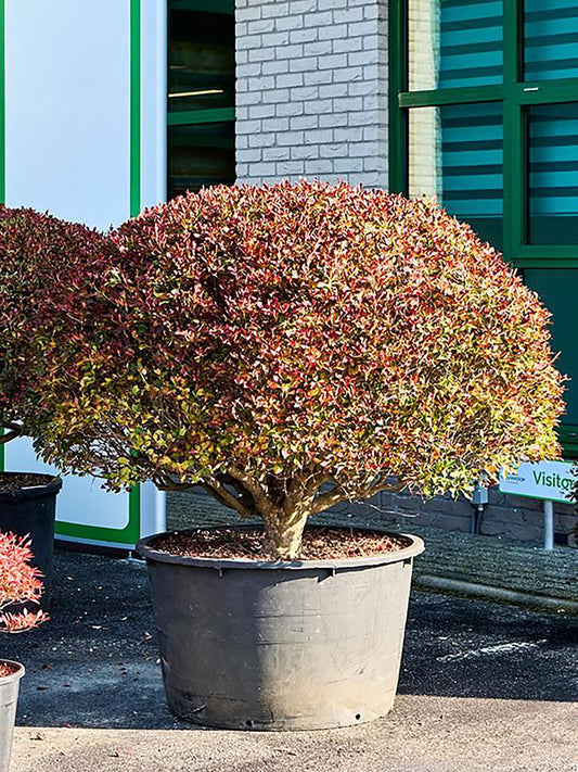 140 - 160cm Enkianthus Perulatus XXL 88cm Pot House Plant