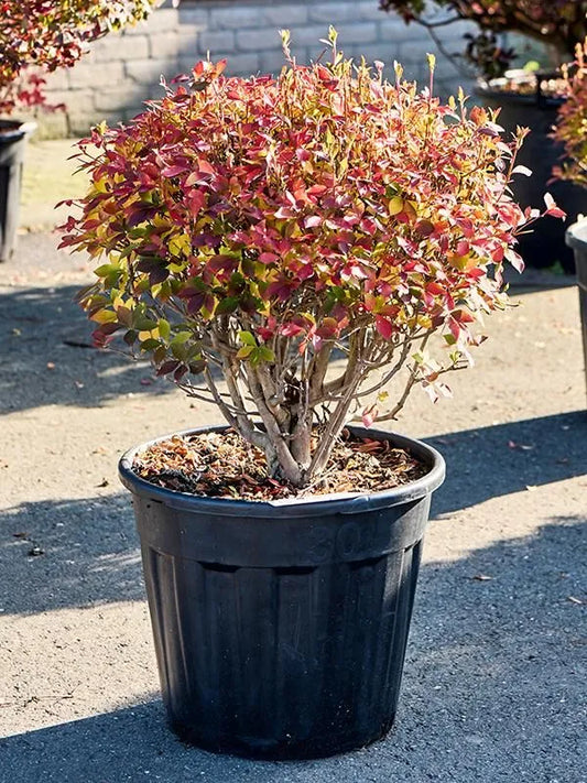 Enkianthus Perulatus 45cm Pot 80cm Height Outdoor Tree