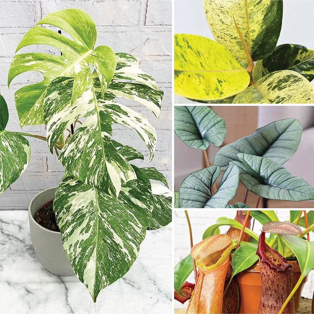 Enthusiasts - Rare Houseplant Bundle