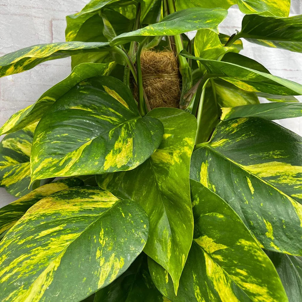 Epipremnum Aureum Pothos on Mosspole House Plant