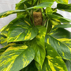 Epipremnum Aureum Pothos on Mosspole House Plant