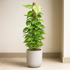 Epipremnum Aureum Pothos on Mosspole House Plant