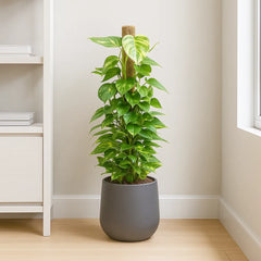 Epipremnum Aureum Pothos on Mosspole House Plant
