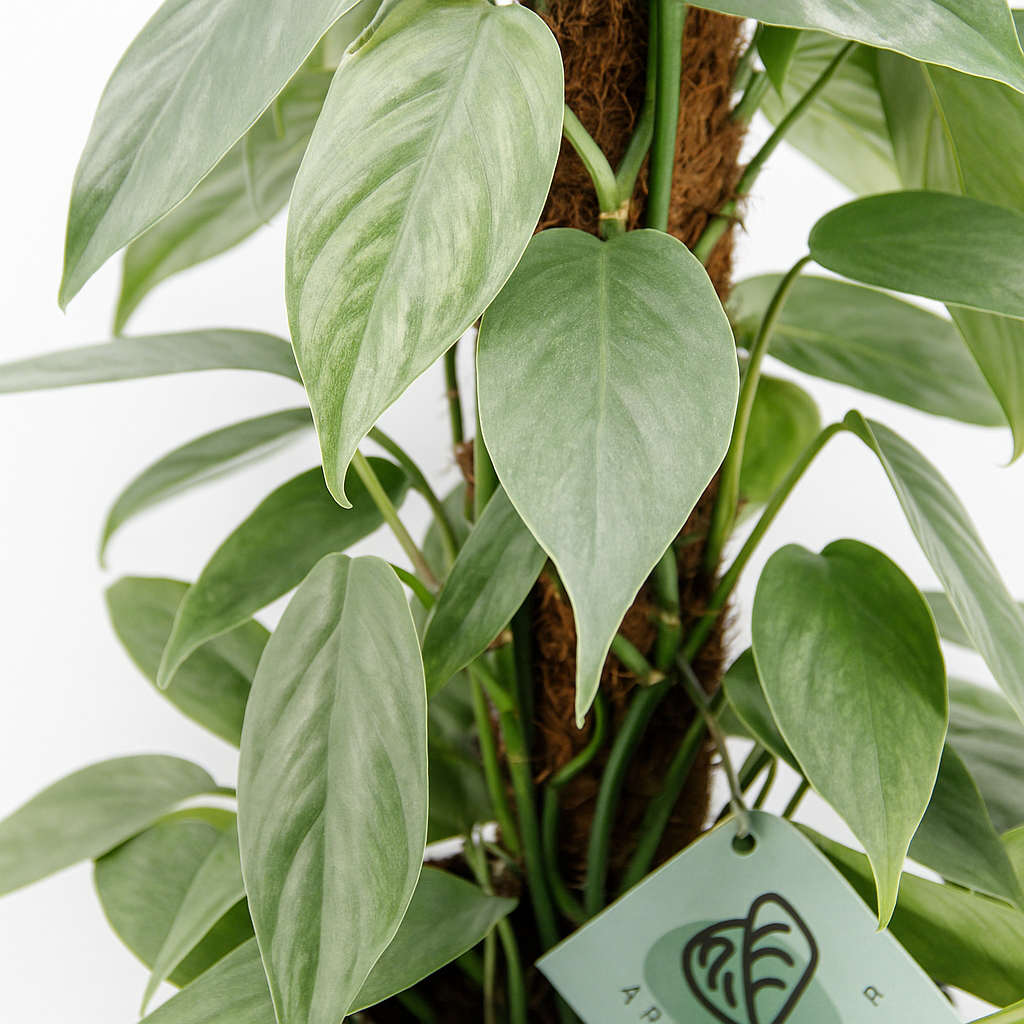 Epipremnum Cebu Blue Pothos House Plant