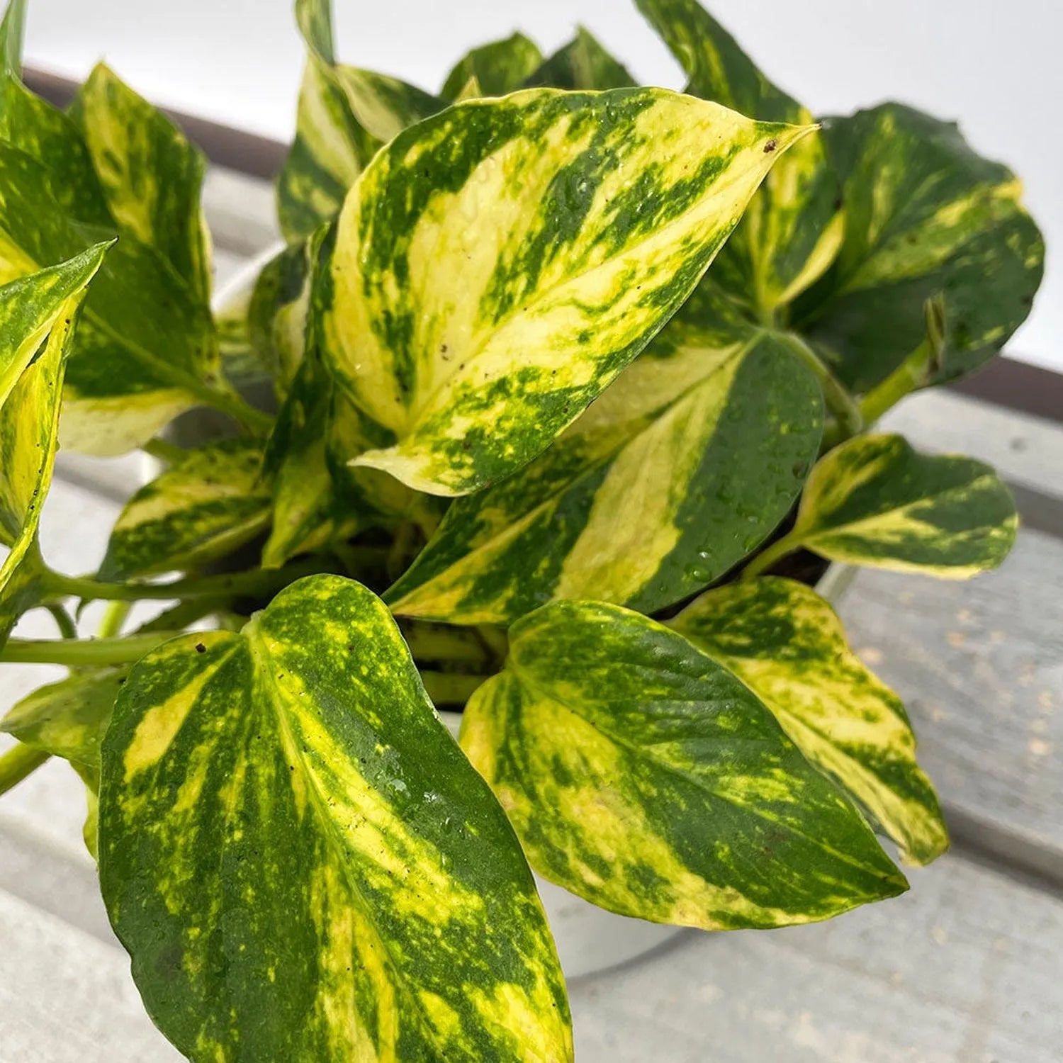 Epipremnum Njoy Gold House Plant