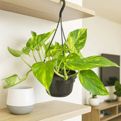 Epipremnum Njoy Gold House Plant