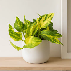 Epipremnum Njoy Gold House Plant