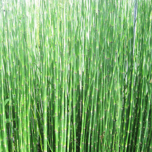 Equisetum Hyemale Aquatic Pond Plant - Scouring Rush