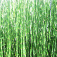 Equisetum Hyemale Aquatic Pond Plant - Scouring Rush