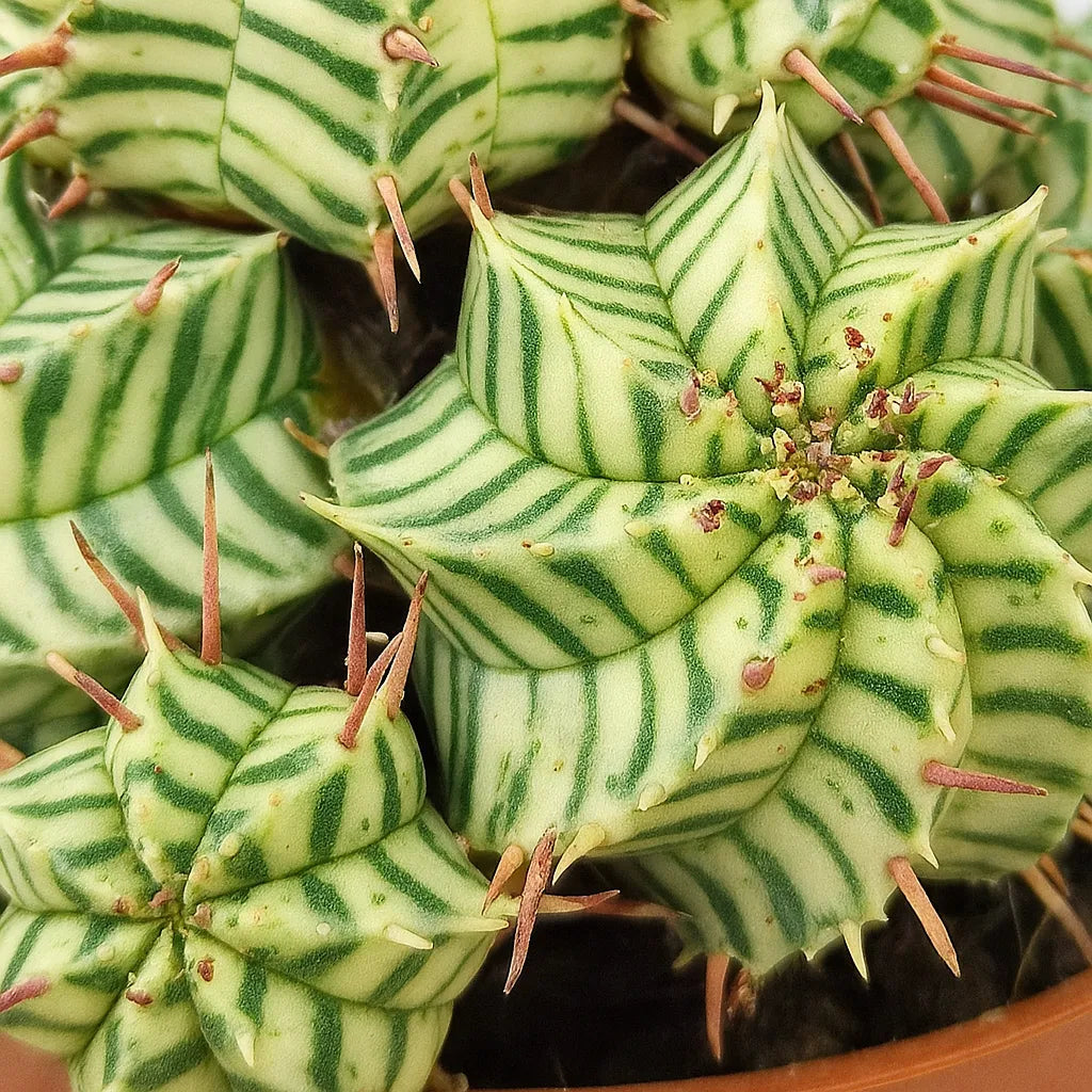 Euphorbia Meloformis Variegata Cactus House Plant in 10.5cm Pot