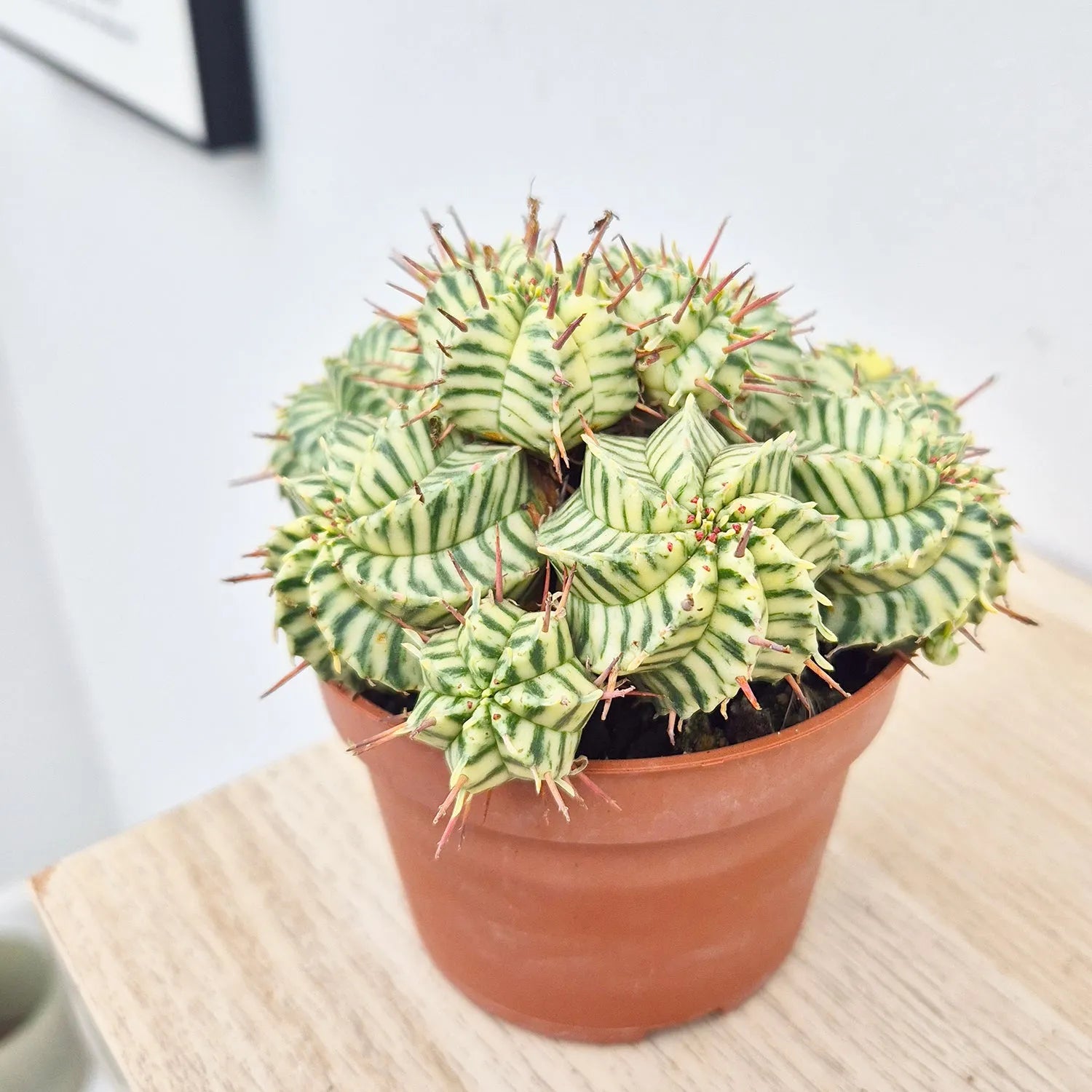 Euphorbia Meloformis Variegata Cactus House Plant in 10.5cm Pot