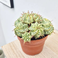 Euphorbia Meloformis Variegata Cactus House Plant in 10.5cm Pot