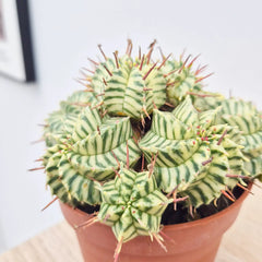 Euphorbia Meloformis Variegata Cactus House Plant in 10.5cm Pot
