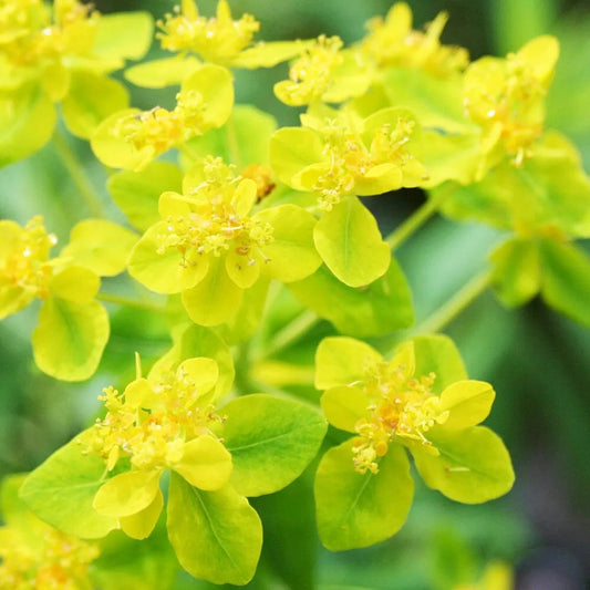 Euphorbia Palustris Aquatic Pond Plant - Marsh Spurge