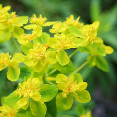 Euphorbia Palustris Aquatic Pond Plant - Marsh Spurge