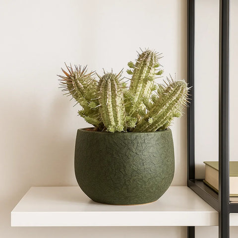 euphorbia acrurensis kaktus Euphorbia Variegated Acrurensis Cactus House Plant in 13cm Pot – Plants For  All Seasons